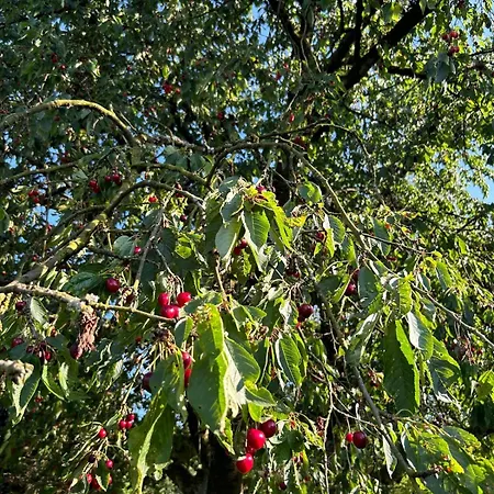 Am Waldrand Mit Grossem Garten דירה לברקוסן