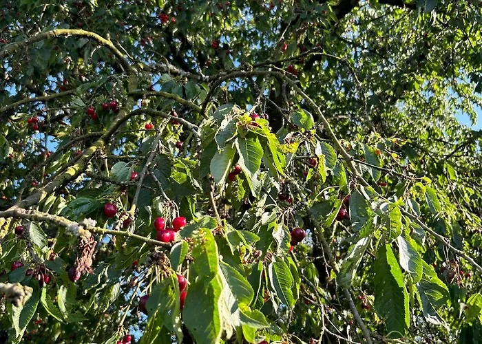 Am Waldrand Mit Grossem Garten アパート レバークーゼン